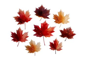 Vibrant autumn maple leaves on a dark background highlighting seasonal beauty and rich colors on transparent background