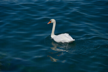 Fototapeta premium Evian, lac Léman, cygne
