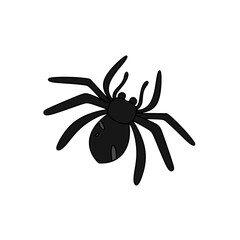 A black spider is shown in a white background
