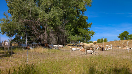 Herding Dog Protecting a Herd of Goats in a Dry Field on a Sunny Summer Day