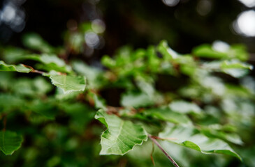 Selective Focus on Green Leaves in a Vibrant Outdoor Setting