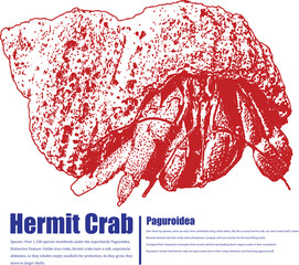 Red hermit crab illustration with shell. Detailed Paguroidea graphic. Ideal for biology education, marine life visuals, invertebrate studies. Includes descriptive text.