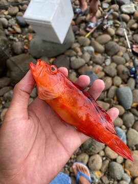 Fish in hand