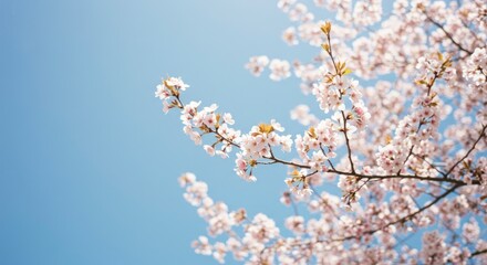 Cherry blossoms in full bloom against a clear blue sky