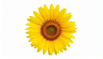 Naklejka premium sunflower isolated on white background