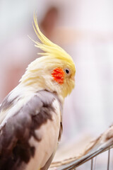 Bird pets. White Grey Yellow Corella Parrot (Nymphicus hollandicus).