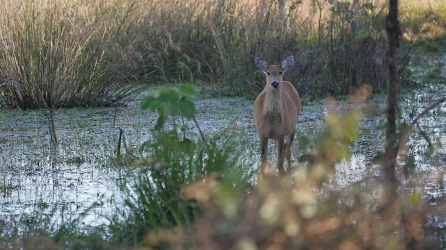 Static shot of a Marsh Deer standing alert and looking at camera in shallow wetland waters surrounded by aquatic plants and tall grasses in the Iber&aacute; National Park, Corrientes province, Argentina.
