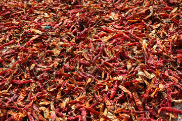 Fototapeta premium Pile of Sun-Dried Chili Peppers