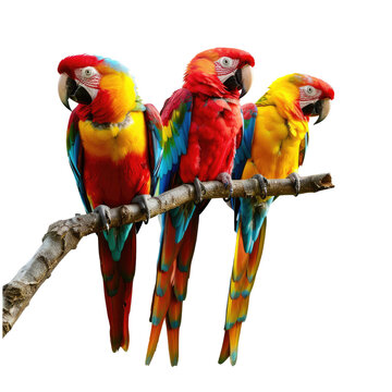 Three Parrots Perched Together on Tree Branch in Tropical Forest