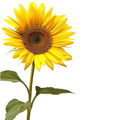 Sunflower Blooming, Facing Light - Close-up in Natural Garden Setting.