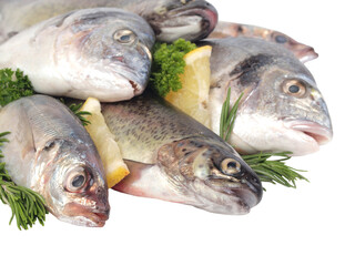 Fresh fish seafood isolated