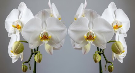 Two symmetrical white orchids with yellow centers and green buds against a neutral background