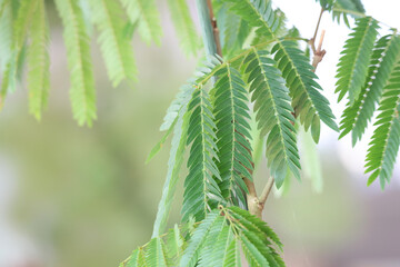 風に揺れるネムの木