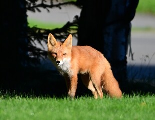 Fox in the Sunny Morning Light