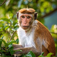 Obraz premium Curious firefly monkey perched on a vibrant green tree branch in a lush forest habitat