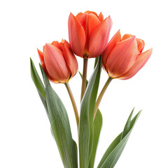 and keyword list based on the image.. Tulips Bloom, Displayed Beautifully, Isolated Against Simple Black Backdrop