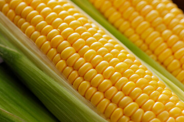 とうもろこし　Sweet Corn