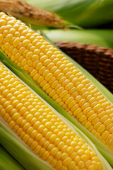 とうもろこし　Sweet Corn