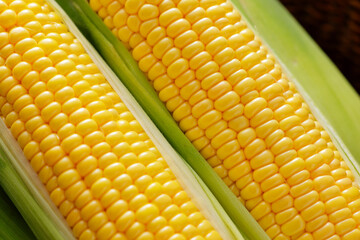 とうもろこし　Sweet Corn