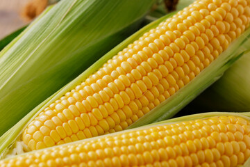 とうもろこし　Sweet Corn