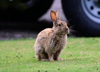 Bunny Rabbit in the Ffield