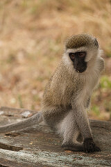 Obraz premium vervet monkey