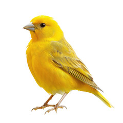 Yellow Bird Perched in Nature