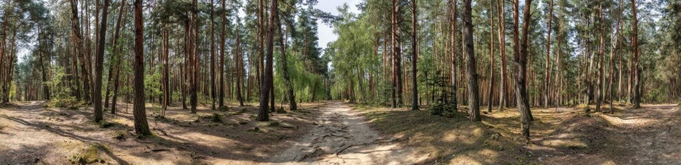 Forest Pines in Autumn