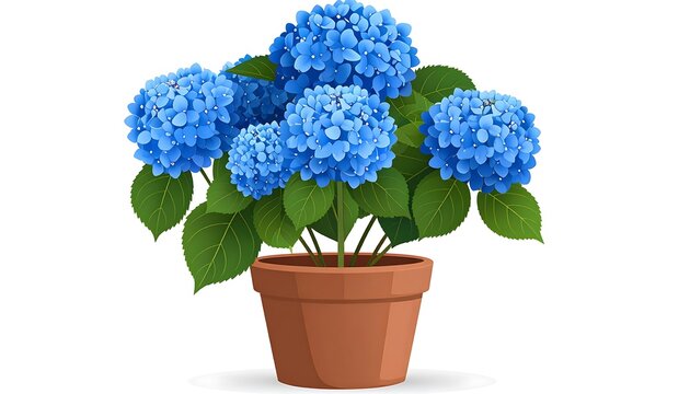 Beautiful blue hydrangea plant in a terracotta pot on a white background