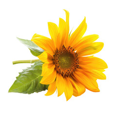 Naklejka premium and keyword list based on the image.. Sunflower Blooms, Detailed Close-Up of Blossom, Isolated on Black Background