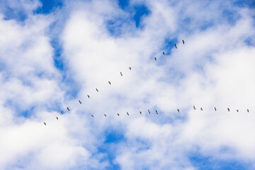 Flock of Geese flying in V formation in the sky