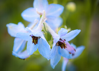 A close-up of delicate blue delphinium flowers reaching towards the sun. The dew-kissed petals unfurl to reveal their unique centers against a soft, blurred green background, creating a mood of sereni