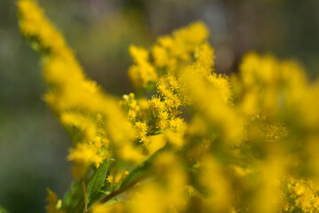 Obraz premium Yvoire, Lac d'Annecy, faune et flore jardin