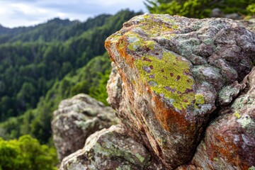 Close-up of a moss-covered rock with vibrant colors against a lush green forest backdrop