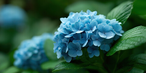 Delicate blue hydrangea blossoms showcase intricate petal details against verdant foliage.