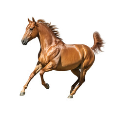 Obraz premium A bay horse in motion on transparent background