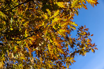 orange oak tree growing in the autumn park , oak branches with yellowing foliage in sunny weather in autumn