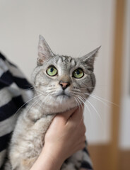 ネコを抱きしめる　サバトラ猫