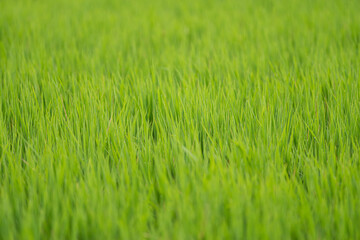 朝露に濡れる稲穂