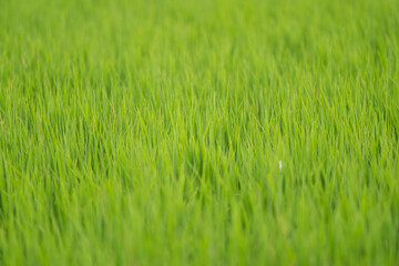 朝露に濡れる稲穂