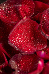 wet petals of a rose flower, dried rose flower on a black slate board covered with water droplets, closeup