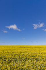 Fototapeta premium field with rapeseed flowers in sunny weather in summer season, yellow field with flowers against a blue sky with clouds in an agricultural field