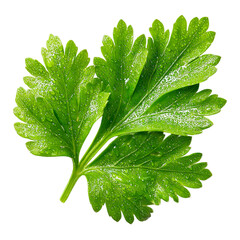 A single sprig of fresh parsley with water droplets against a plain backdrop isolated on transparent background