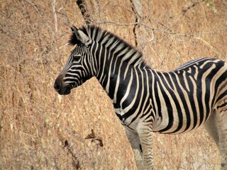 Plains Zebra Standing in Dry African Grassland