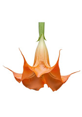 Obraz premium Elegant orange angel's trumpet flower blooming against a dark transparent background