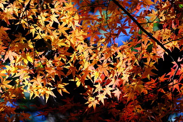 東京の日本庭園の紅葉