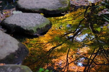 東京の日本庭園の紅葉