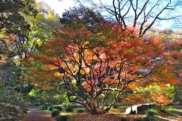 Naklejka premium 東京の日本庭園の紅葉