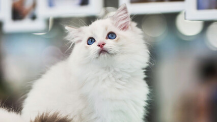 Adorable ragdoll cat looking up with blue eyes