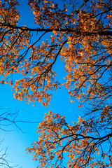 Vibrant Autumn Leaves Against a Clear Blue Sky